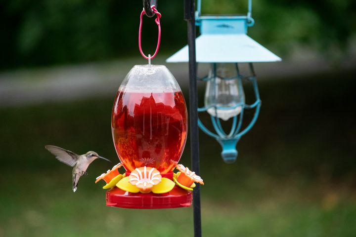 6 Easy DIY Hummingbird Feeders (They're Basically Free!)