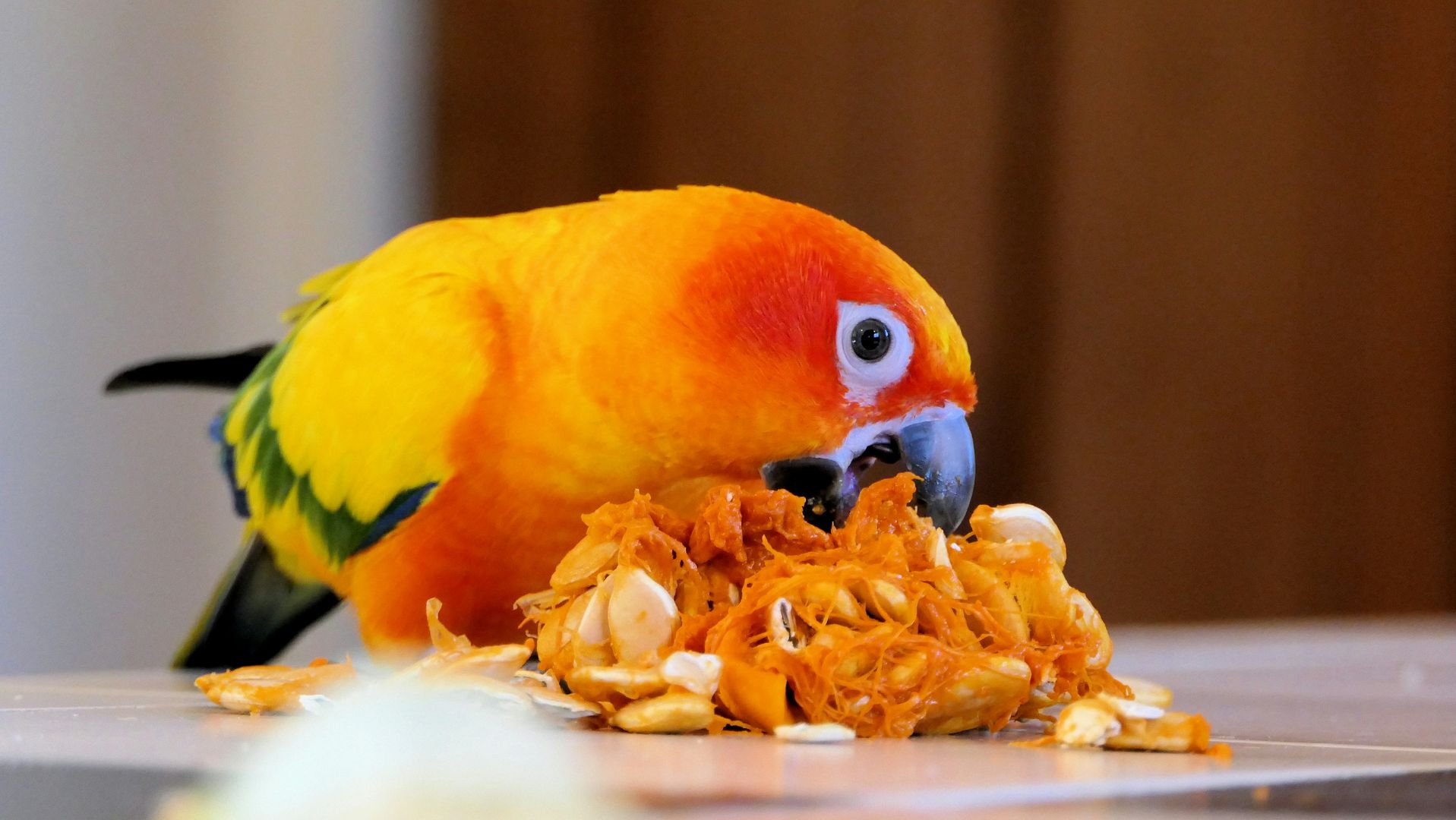 Bird eating pumpkin seeds