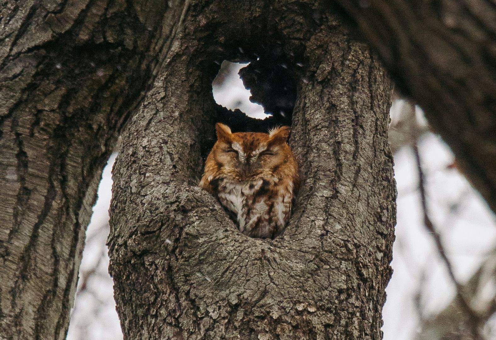 An Eastern screech owl sleeping in a tree