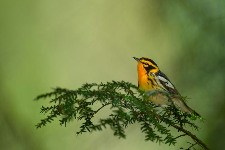  Bird Watching Groups in West Virginia: The Complete Club Directory