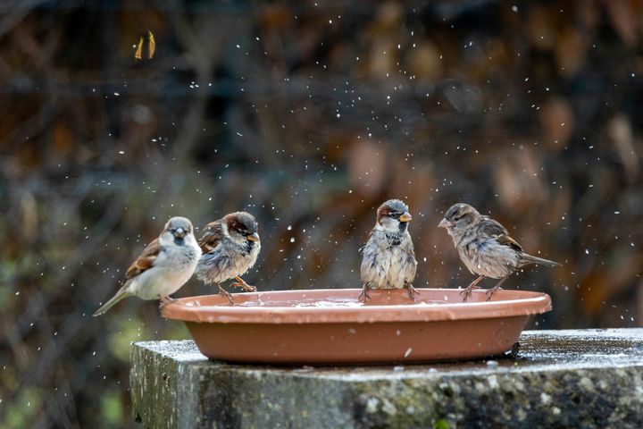 4 Best Bird Bath Heaters for Winter 
