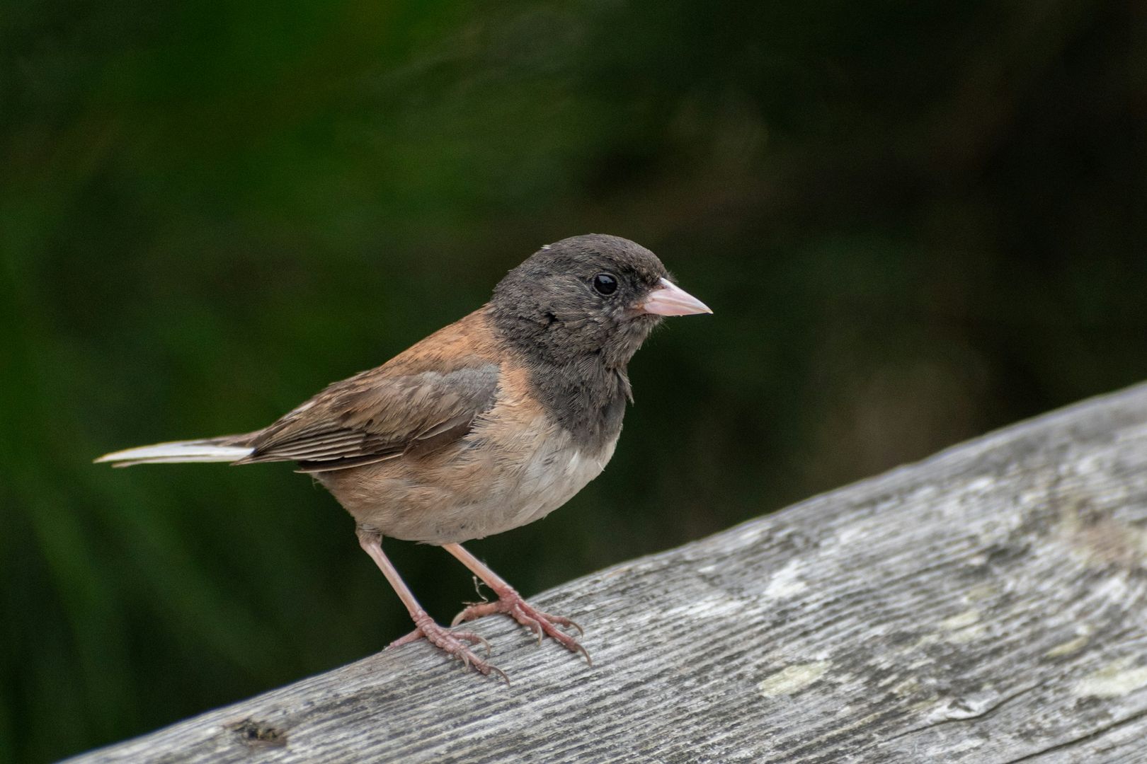 Dark-eyed Junco