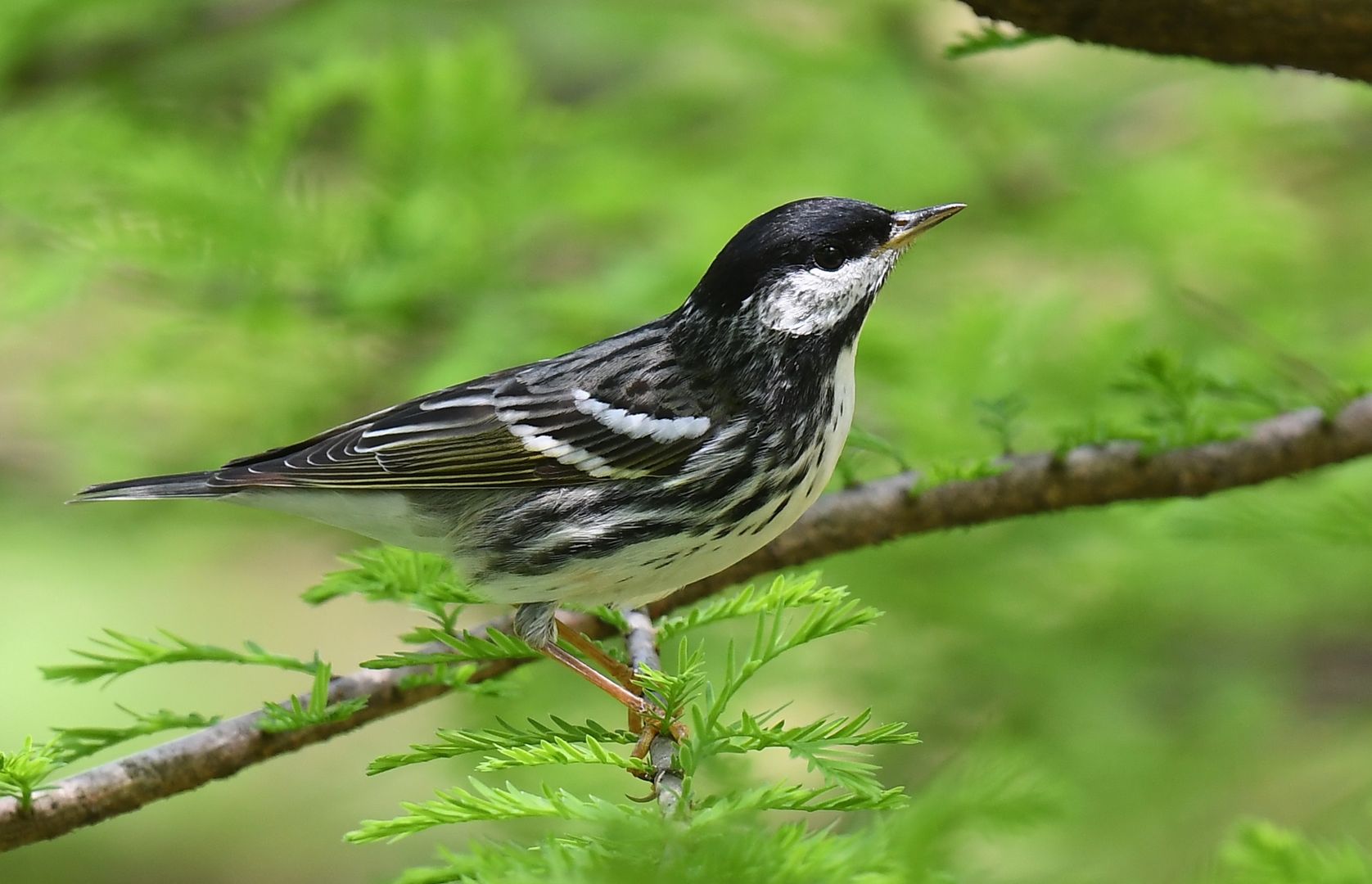Blackpoll Warbler