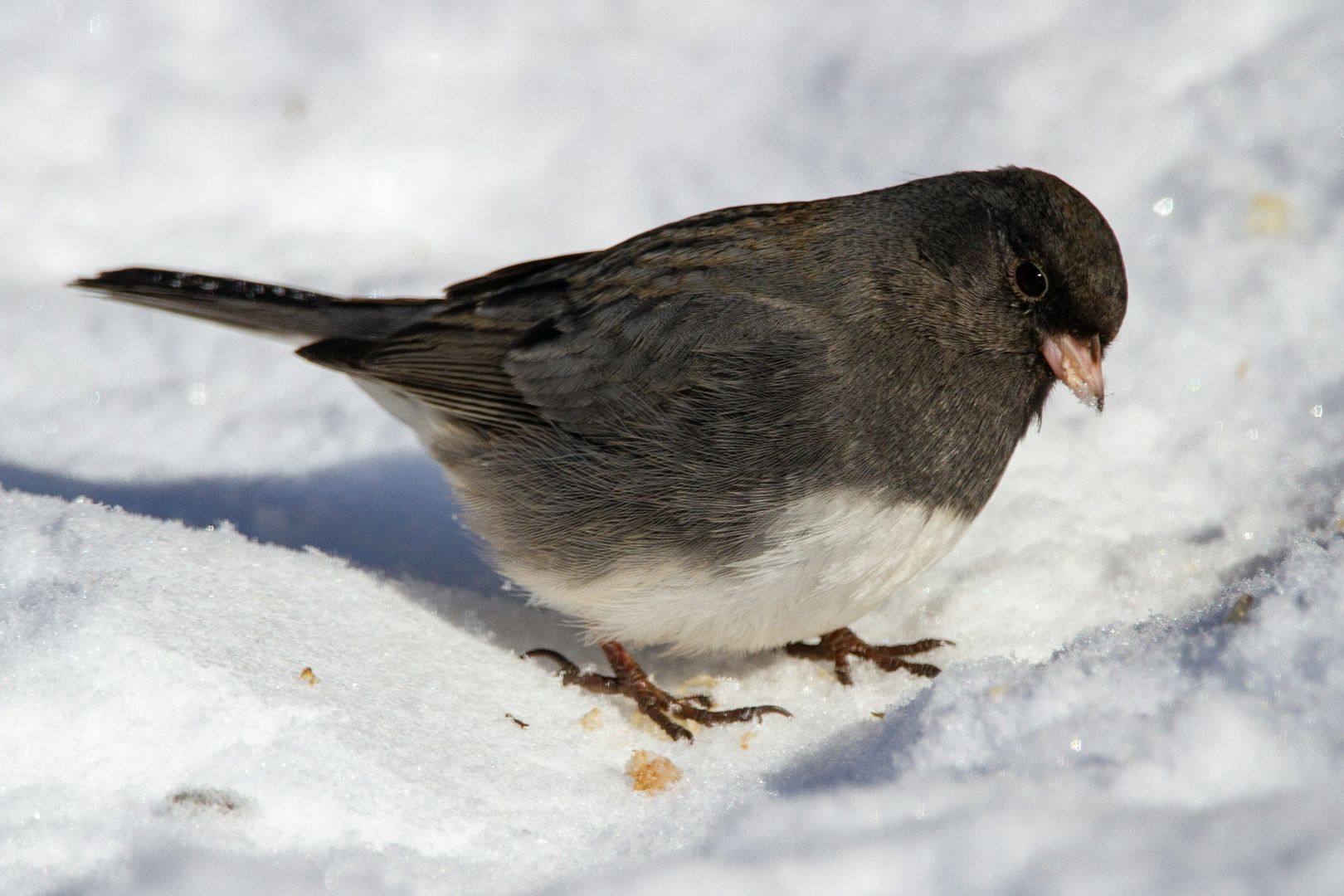 Dark-eyed Junco