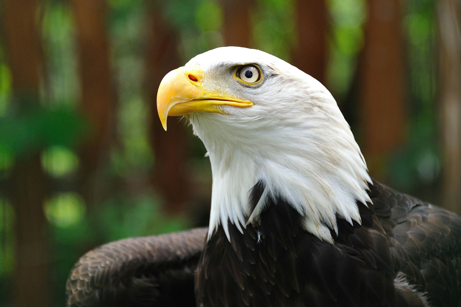 Bald Eagle