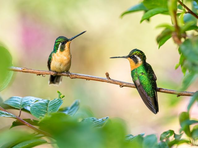 15 Best Hummingbird Flowers in Illinois