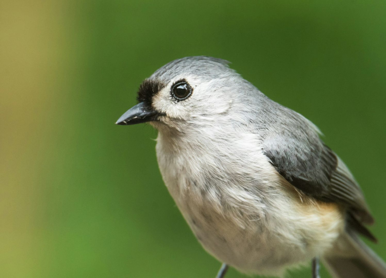 Tufted Titmouse