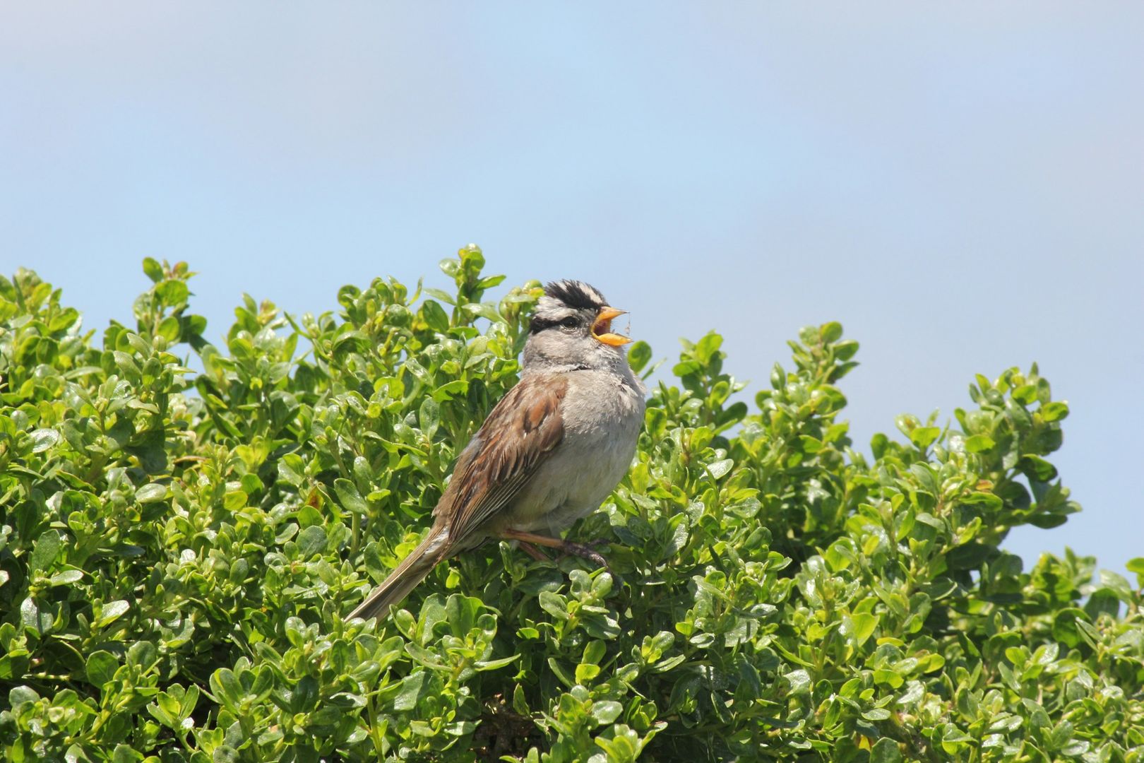 White-crowned Sparrow