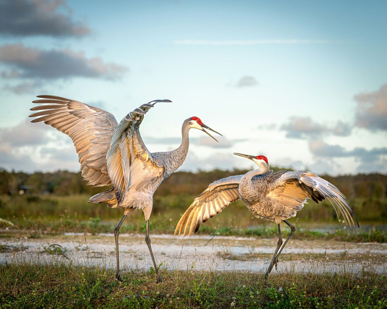 sandhill cranes lek