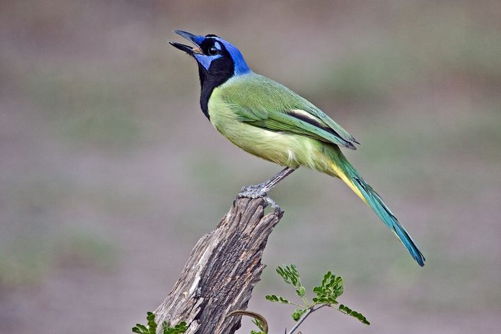 Bird Watching Groups in Texas: The Complete Club Directory