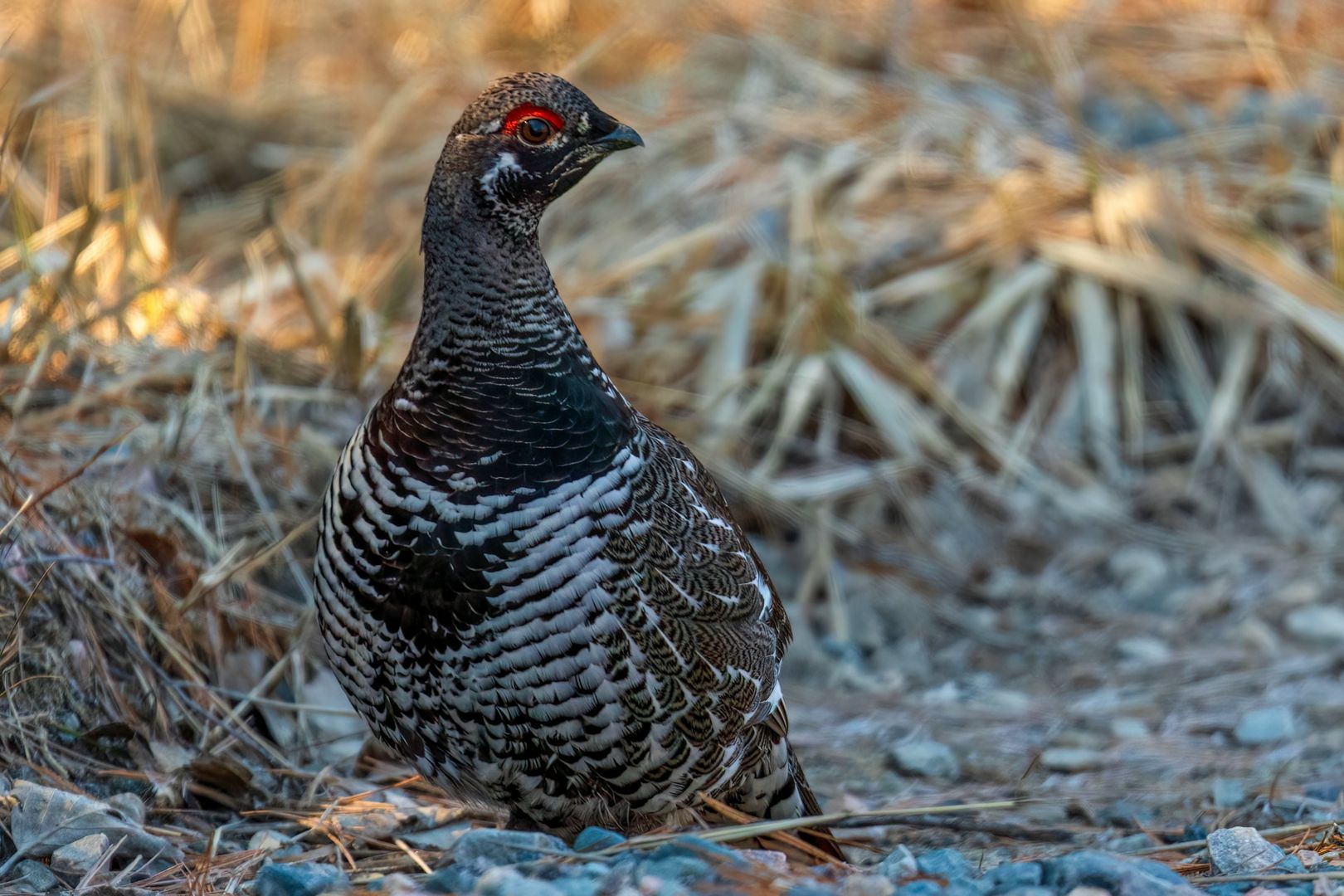 Spruce Grouse