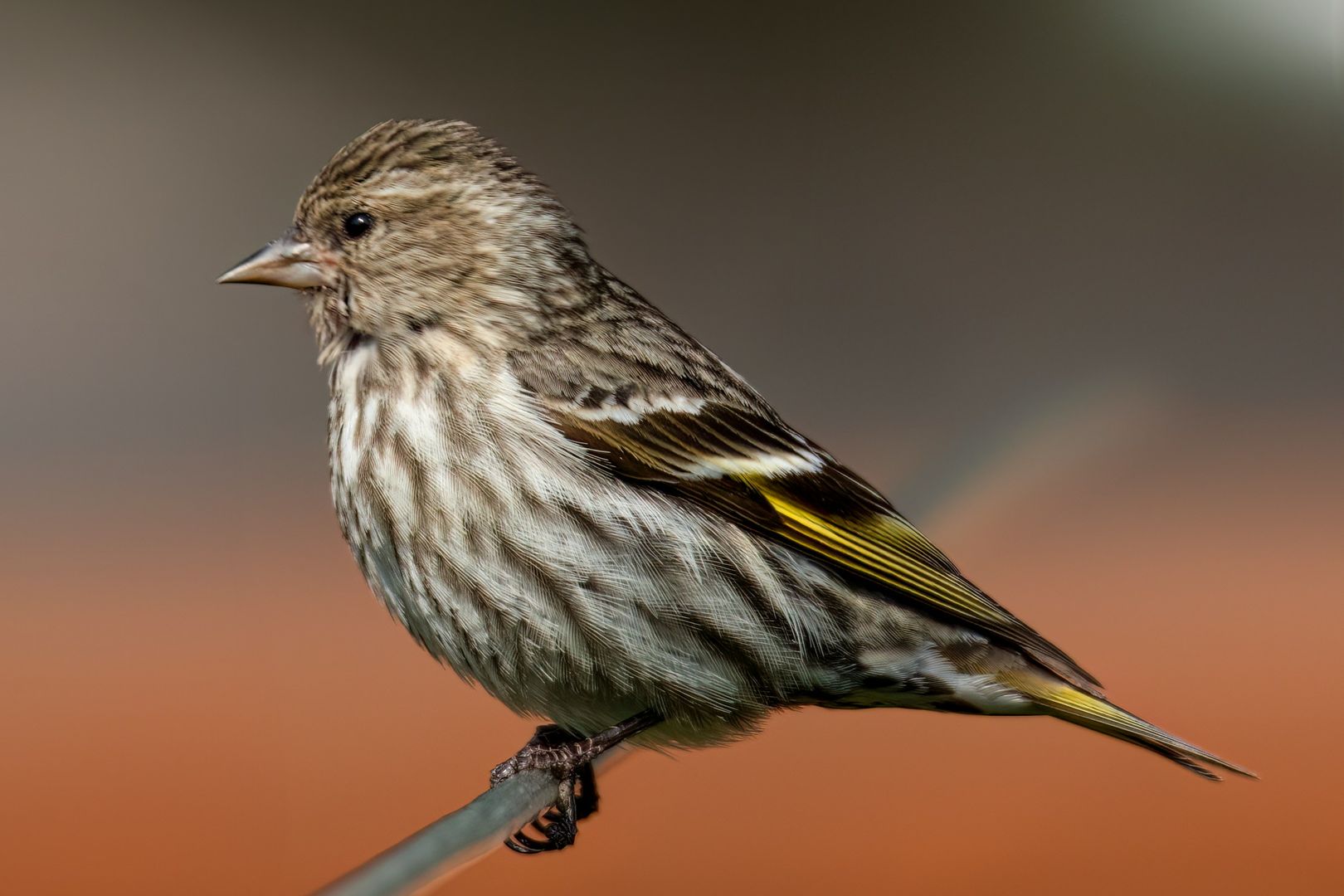 Pine Siskin