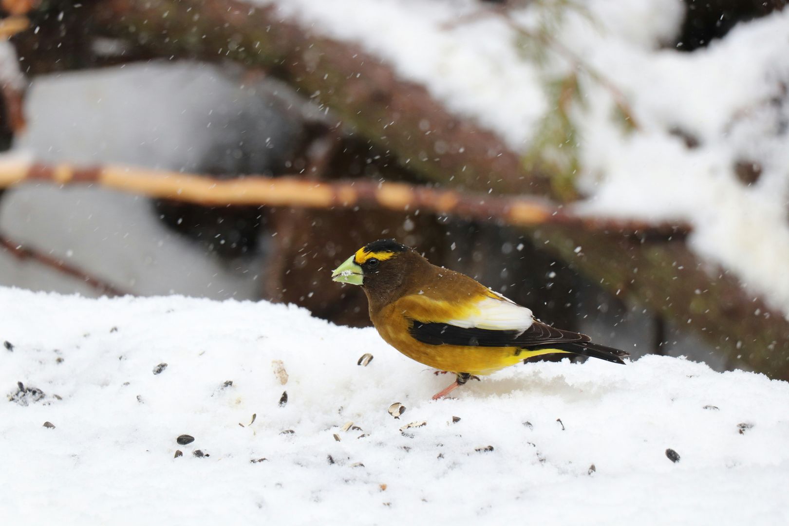 An Evening Grosbeak in the snow