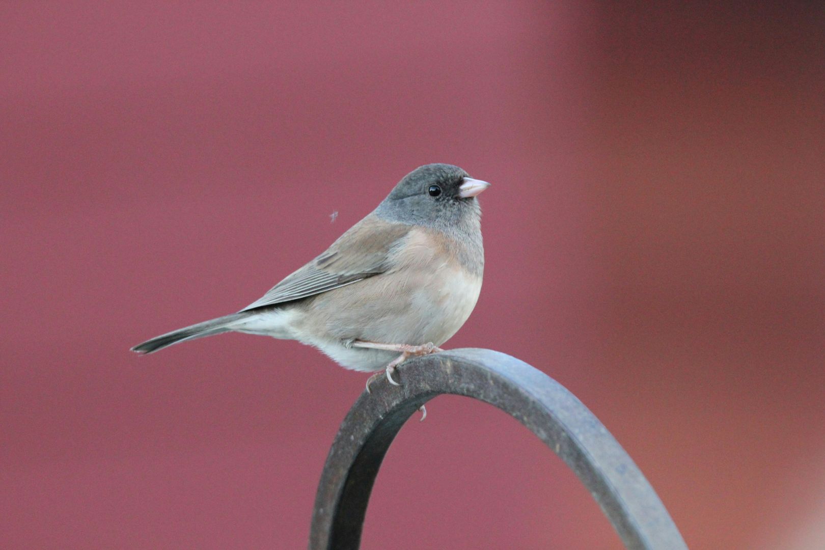 A Dark-eyed Junco