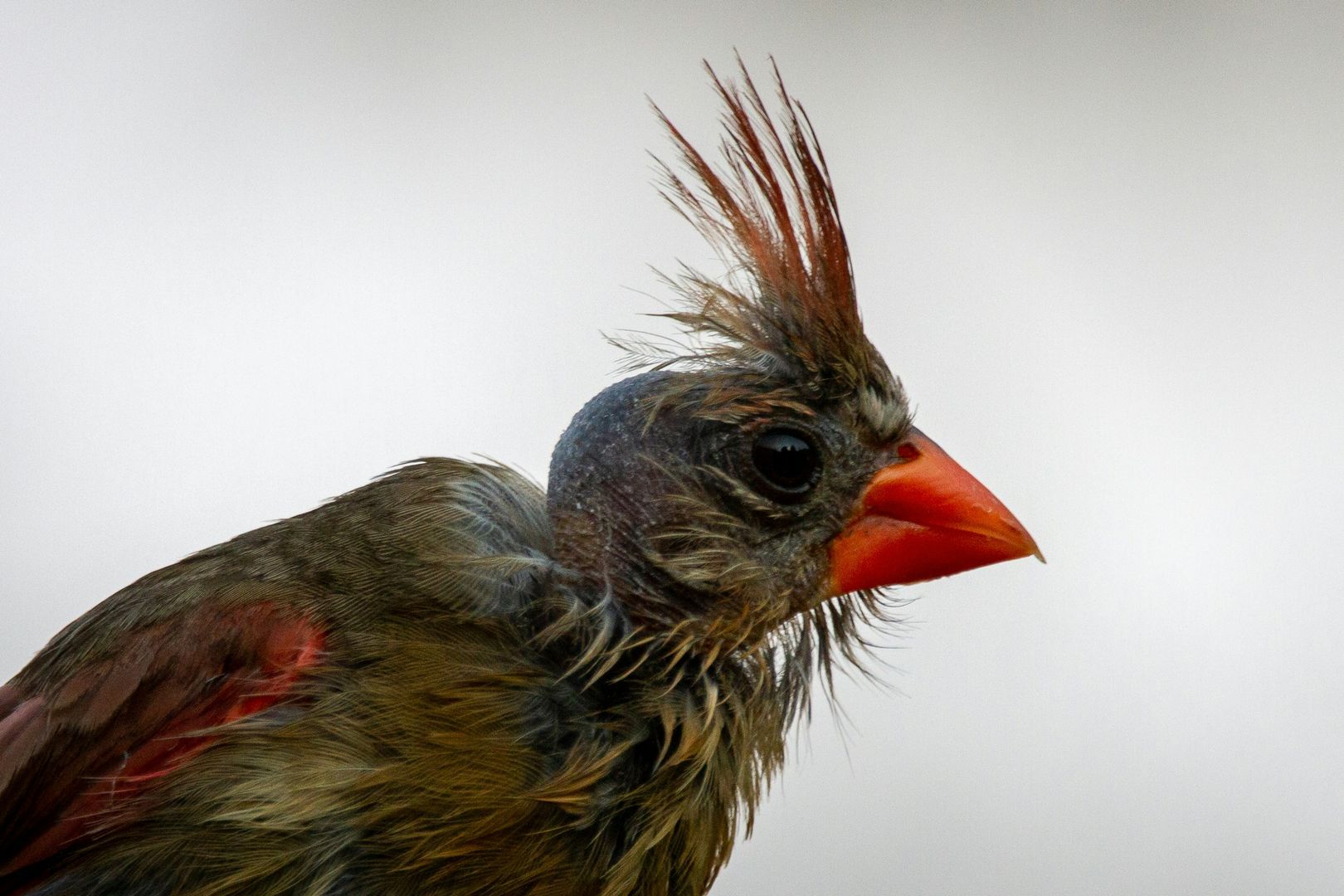 Northern Cardinal