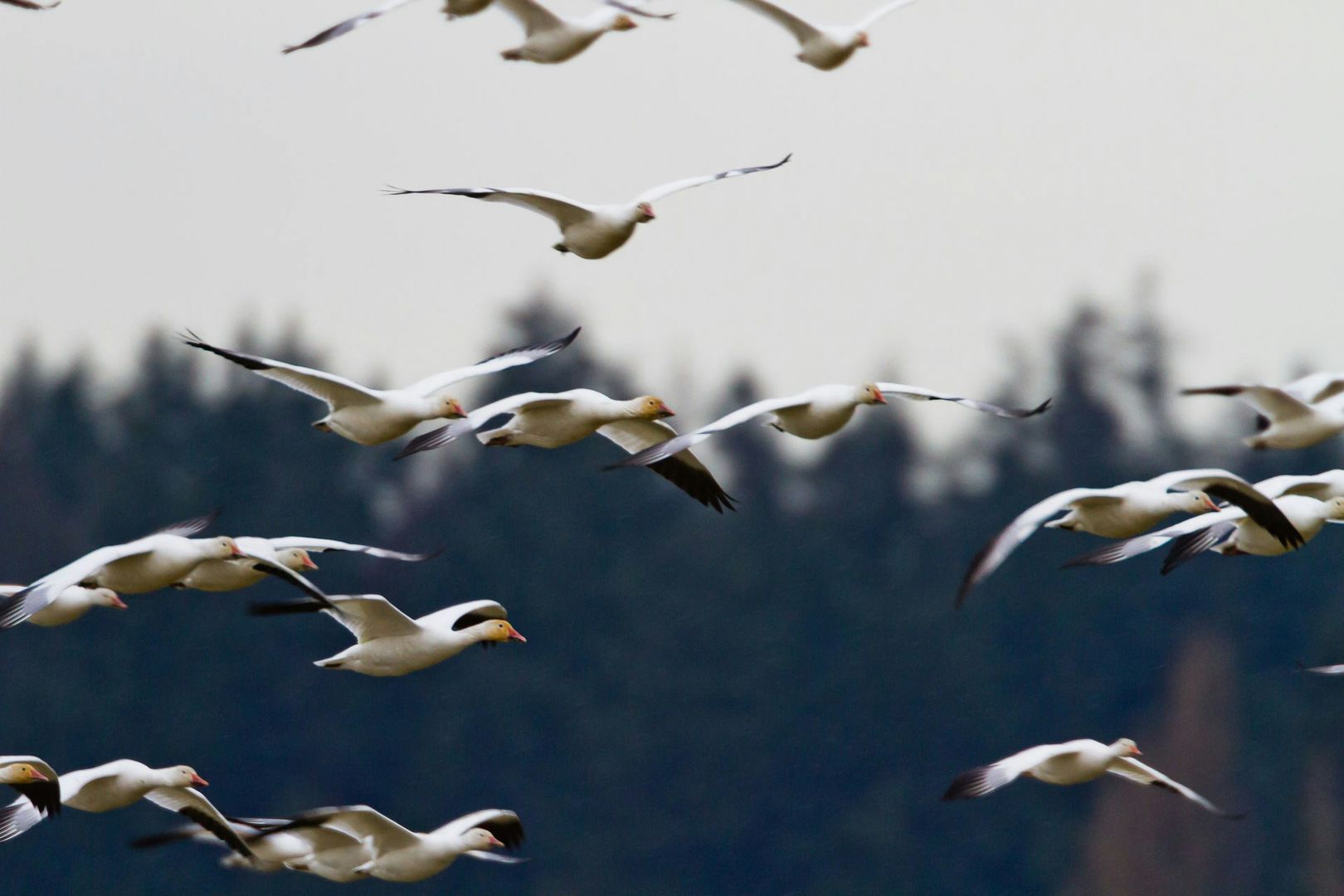 snow geese flying