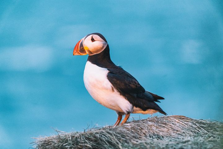 Bird Watching Groups in Maine: The Complete Club Directory