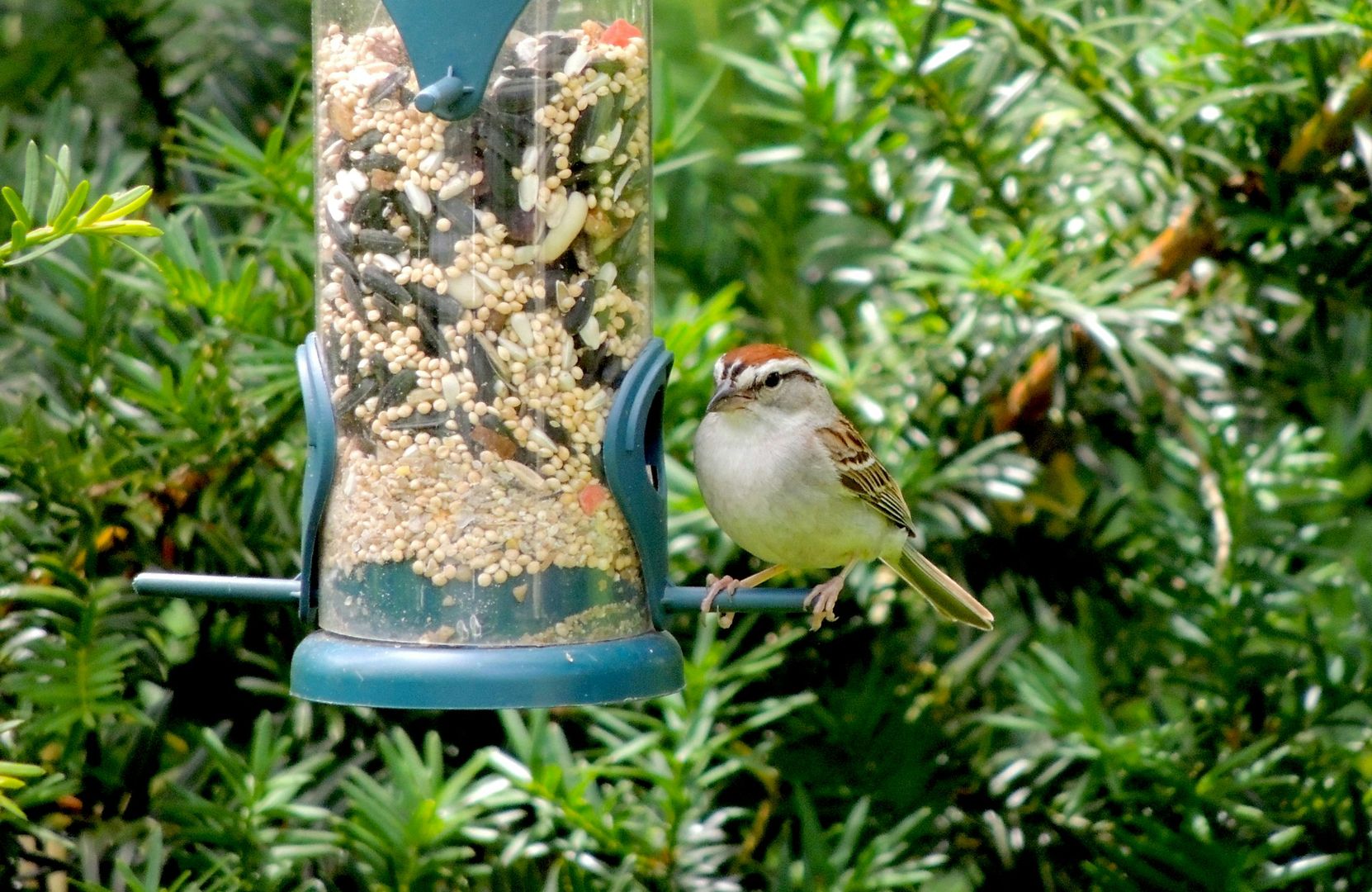 Chipping Sparrow
