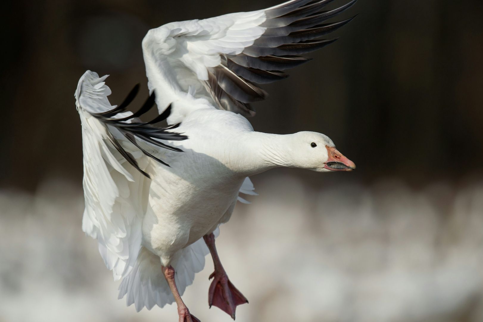 Snow Goose