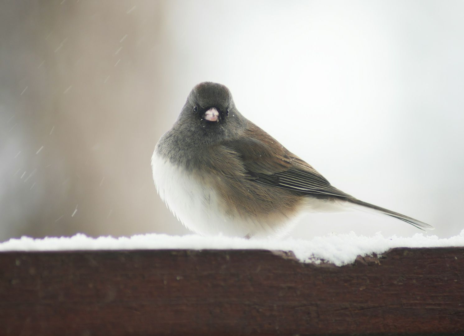Dark-eyed Junco
