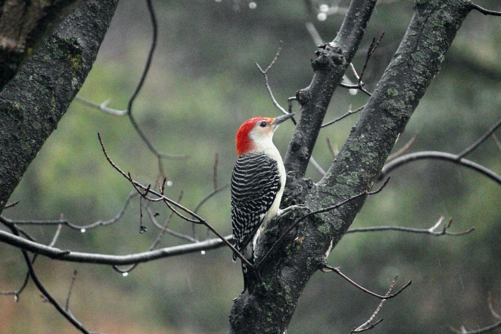 A Red-bellied Woodpecker in a tree