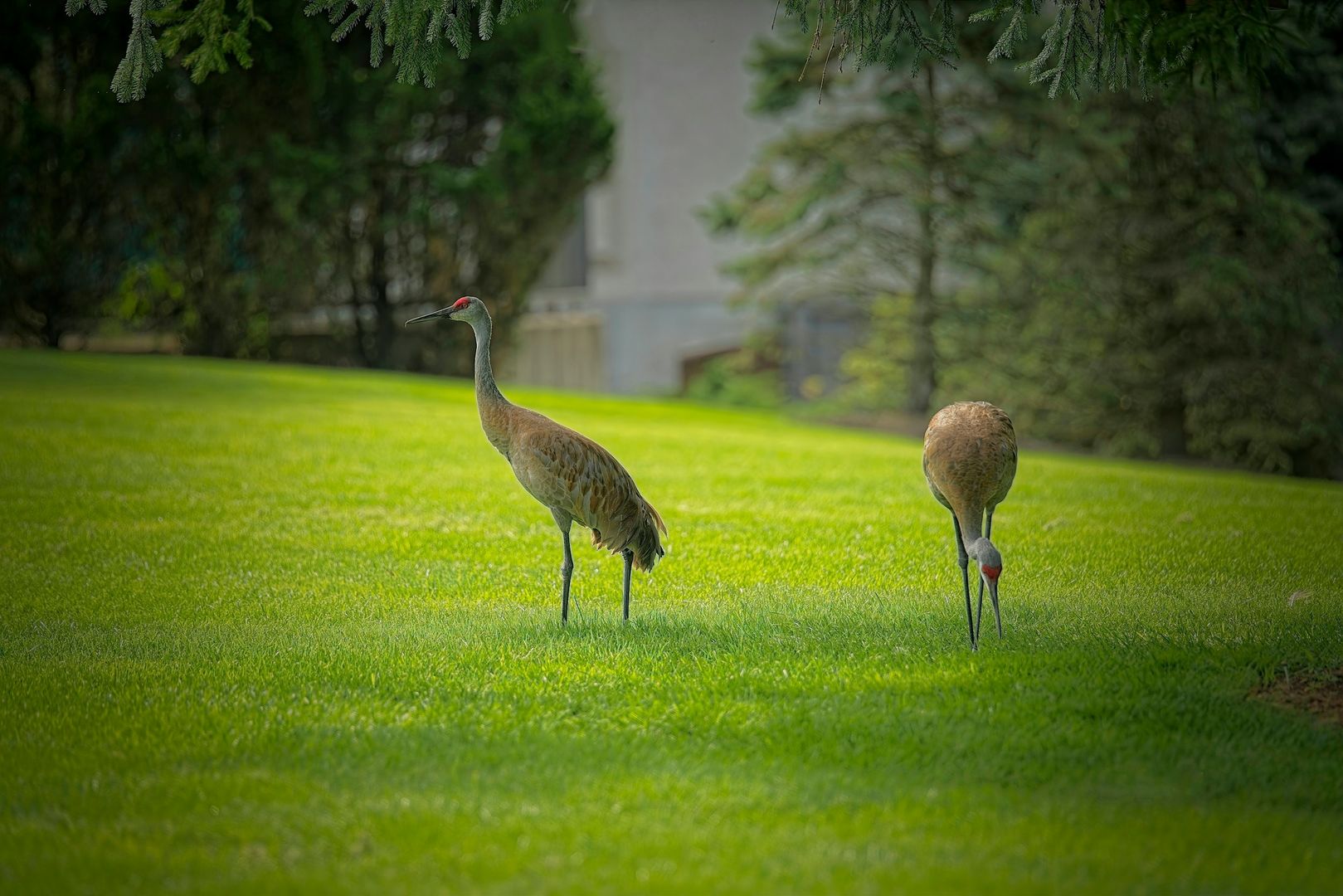Sandhill Crane