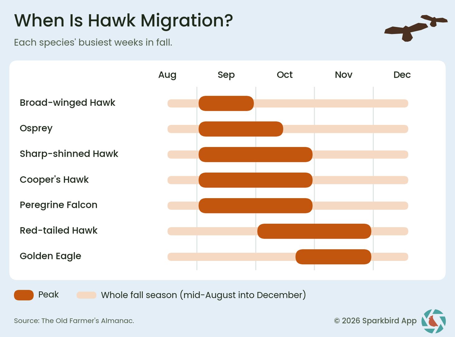timeline of hawk migration by subspecies