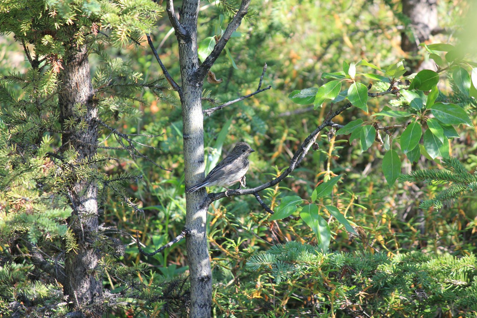 Pine Siskin