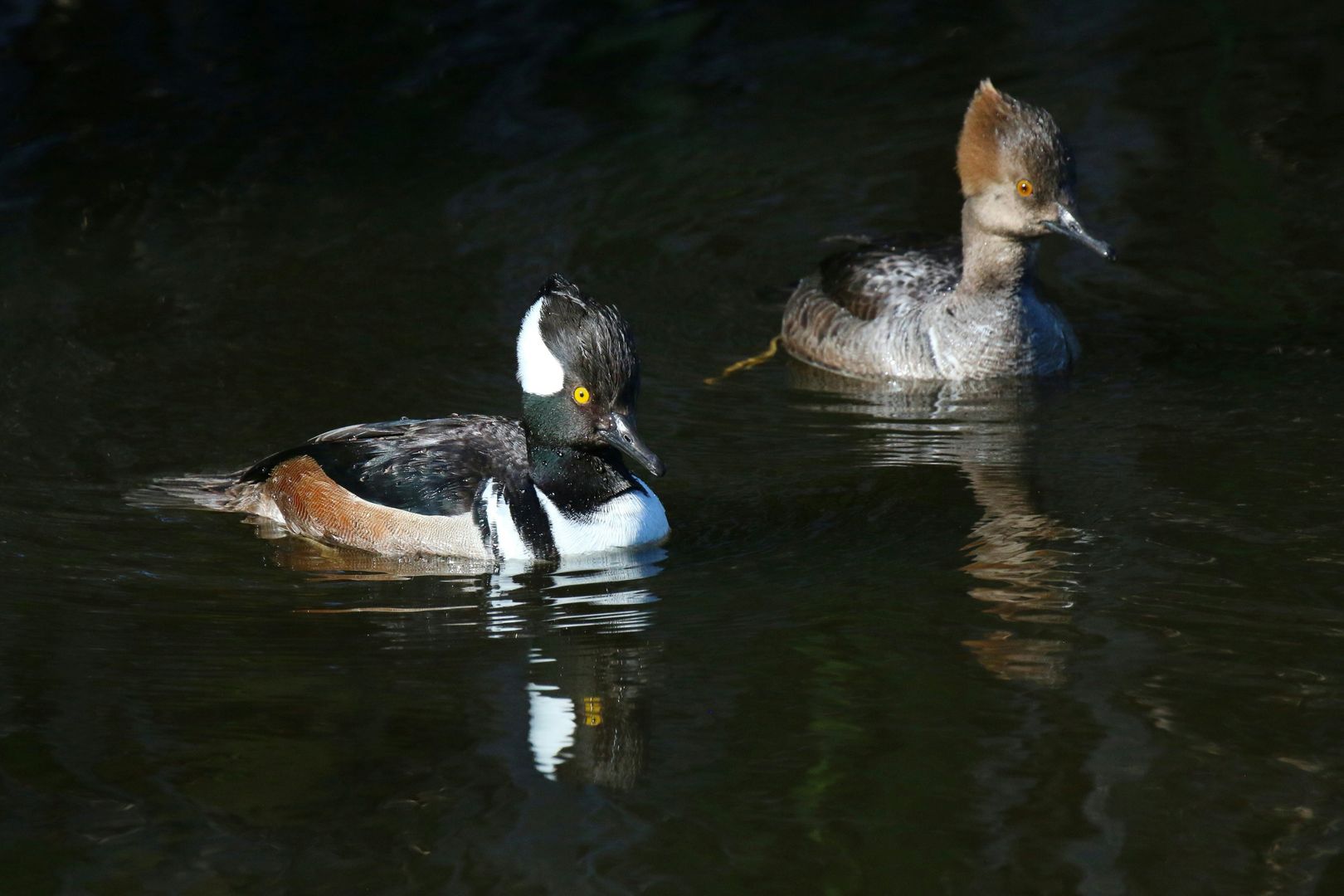 Two Hooded Mergansers, a male and a female, swimming together
