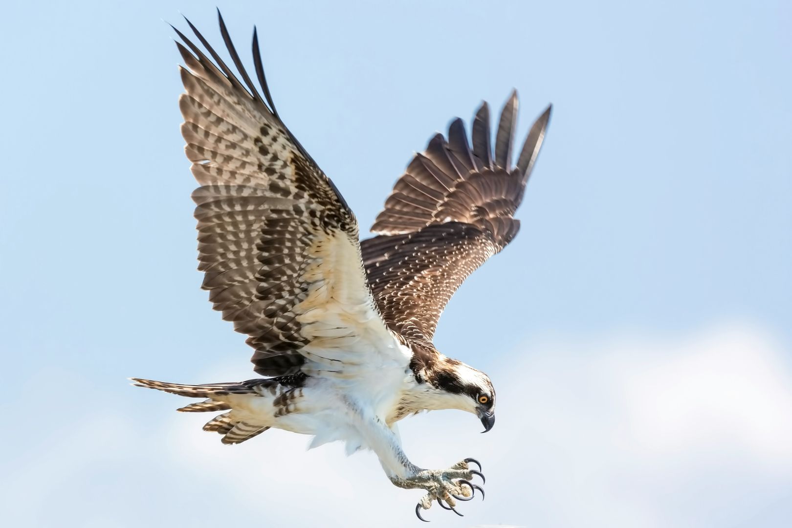 hawk about to land