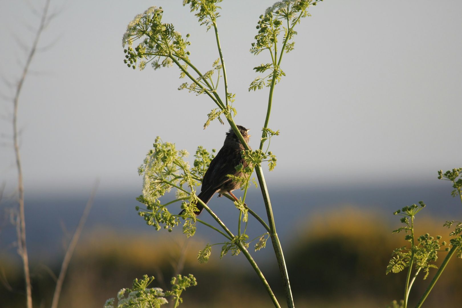 White-crowned Sparrow