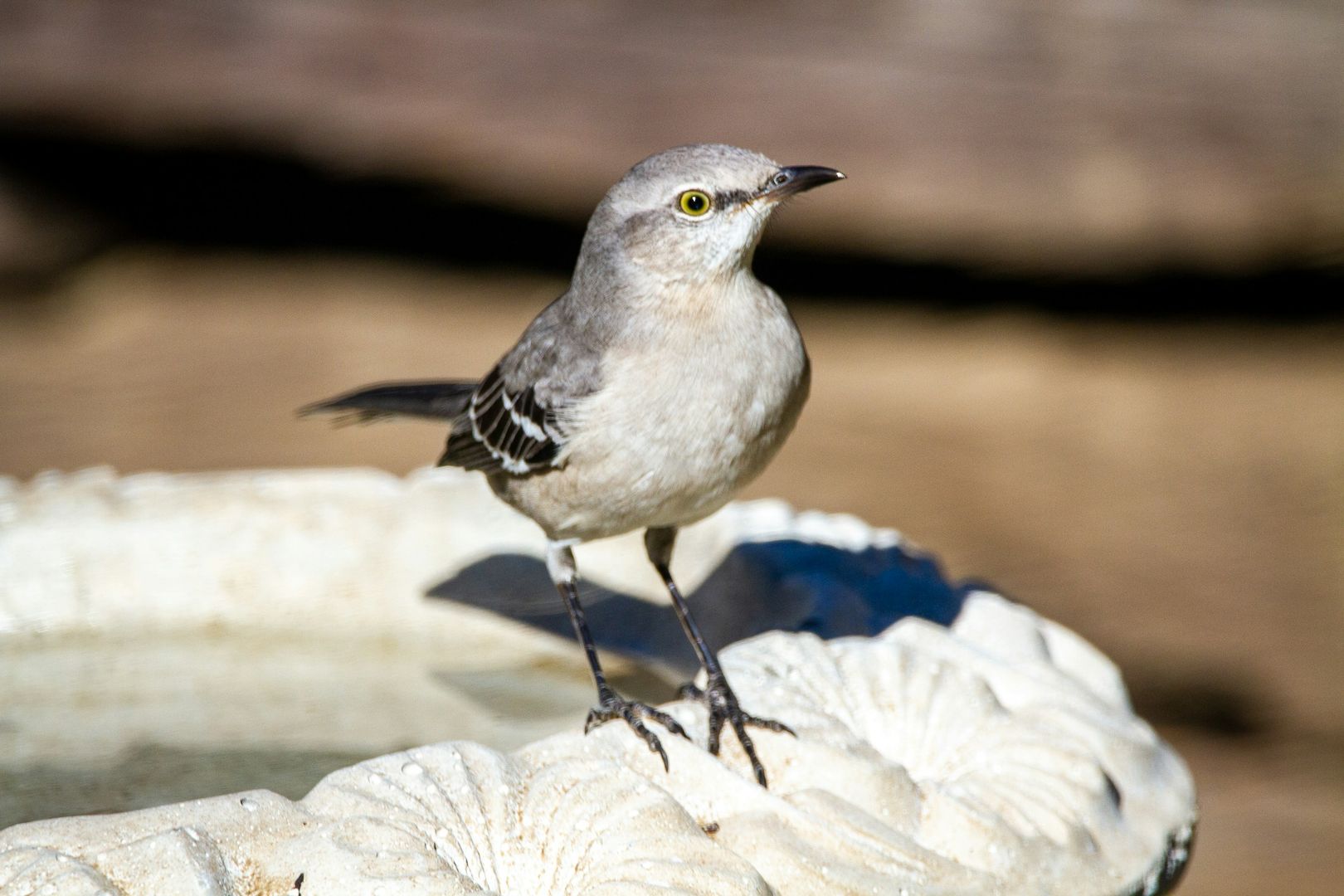 Northern Mockingbird