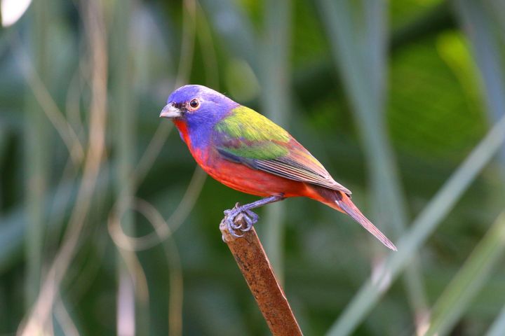 Bird Watching Groups in Mississippi: The Complete Club Directory