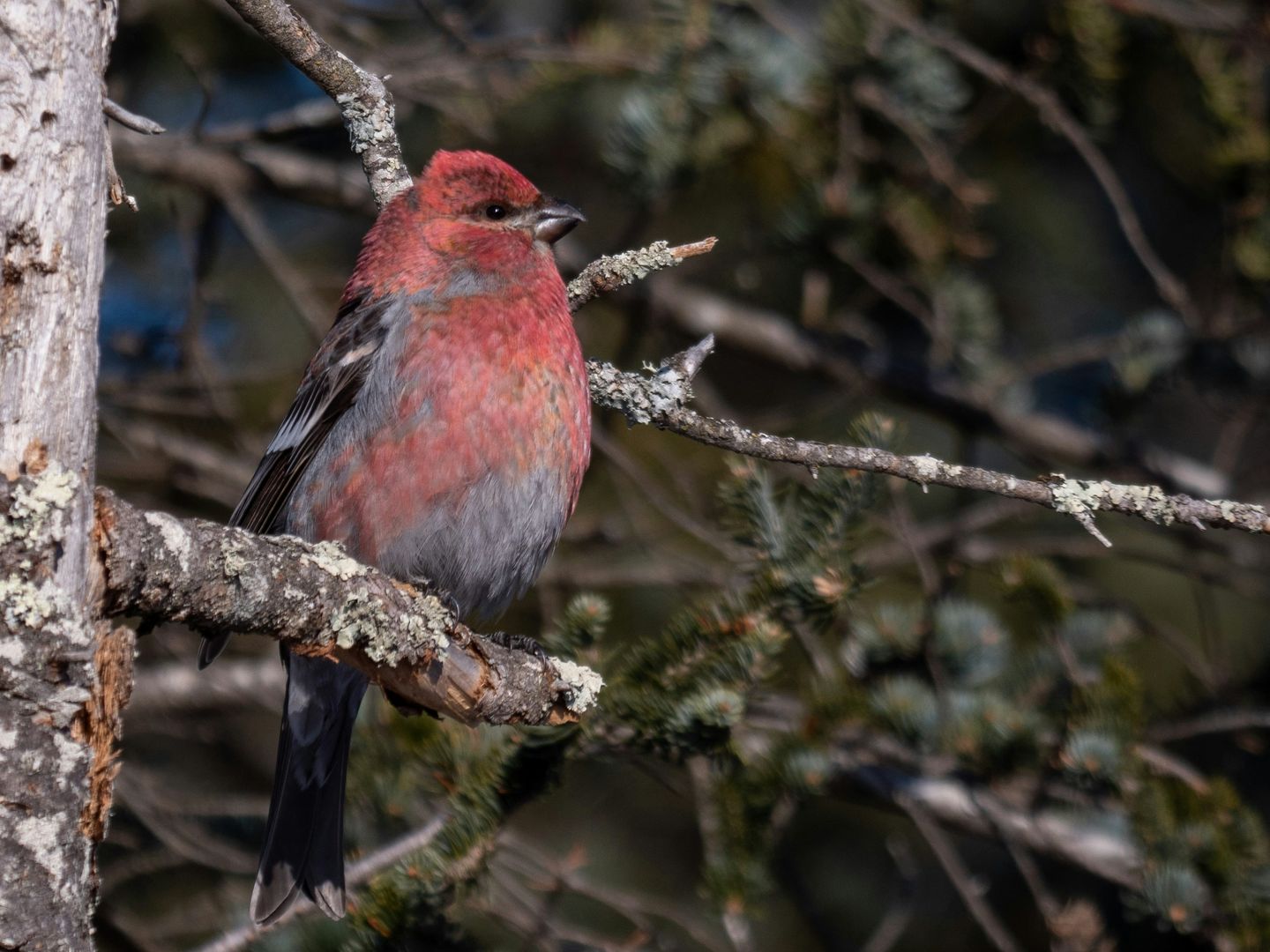 A Pine Grosbeak on a branch
