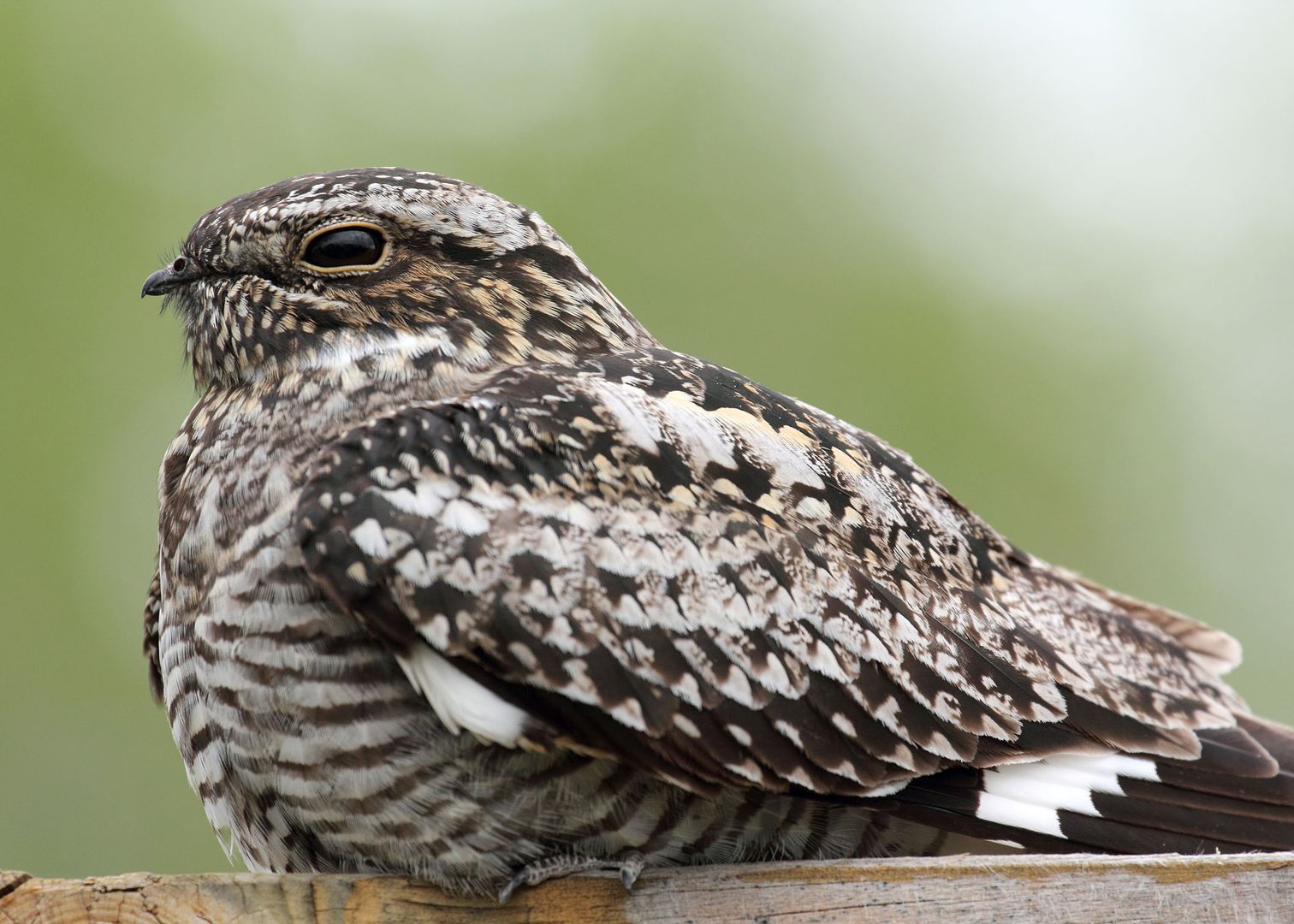 Closeup of a Common Nighthawk