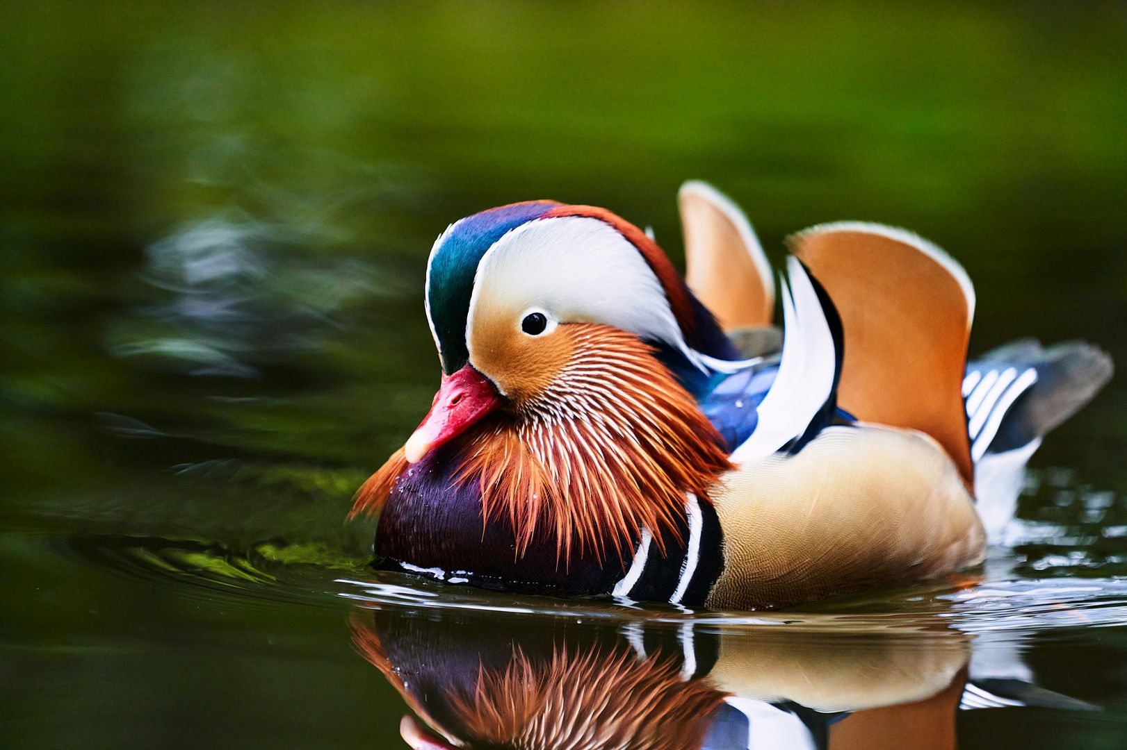 A Mandarin Duck swimming