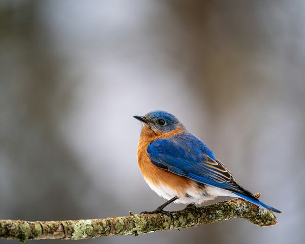 Do Bluebirds Migrate? What You Need to Know