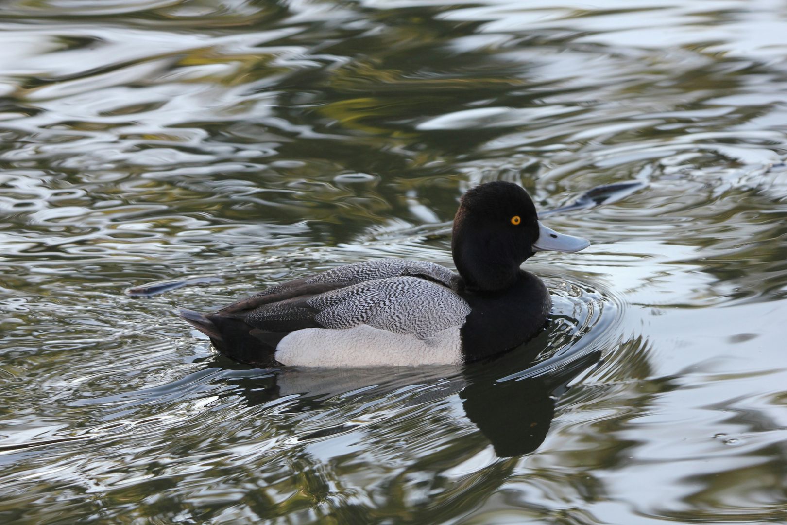 Lesser Scaup