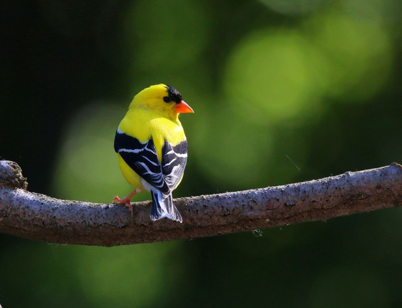 A male American Goldfinch on a branch