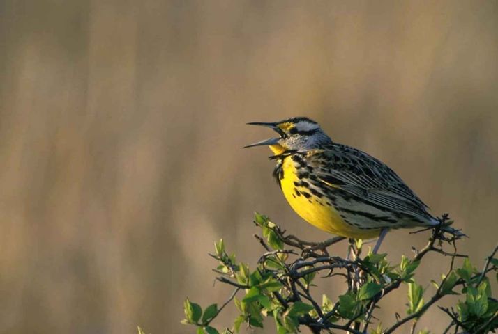  Bird Watching Groups in Kentucky: The Complete Club Directory