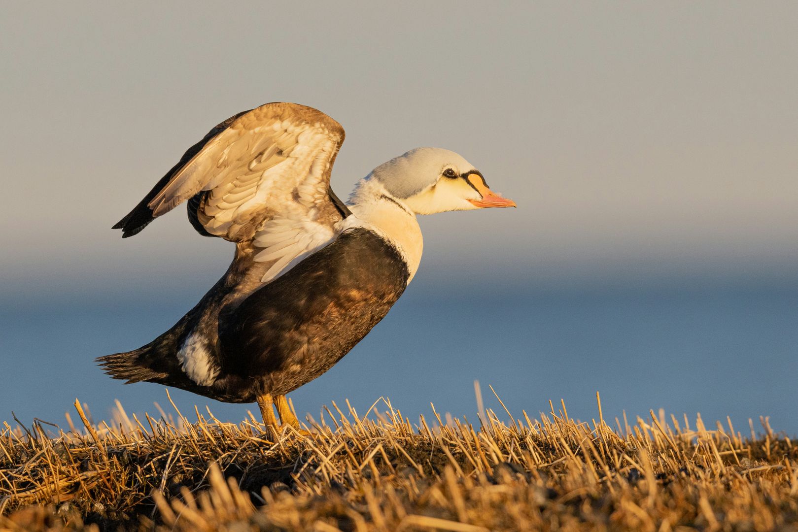 A King Eider duck standing on the ground with its wings raised in the air