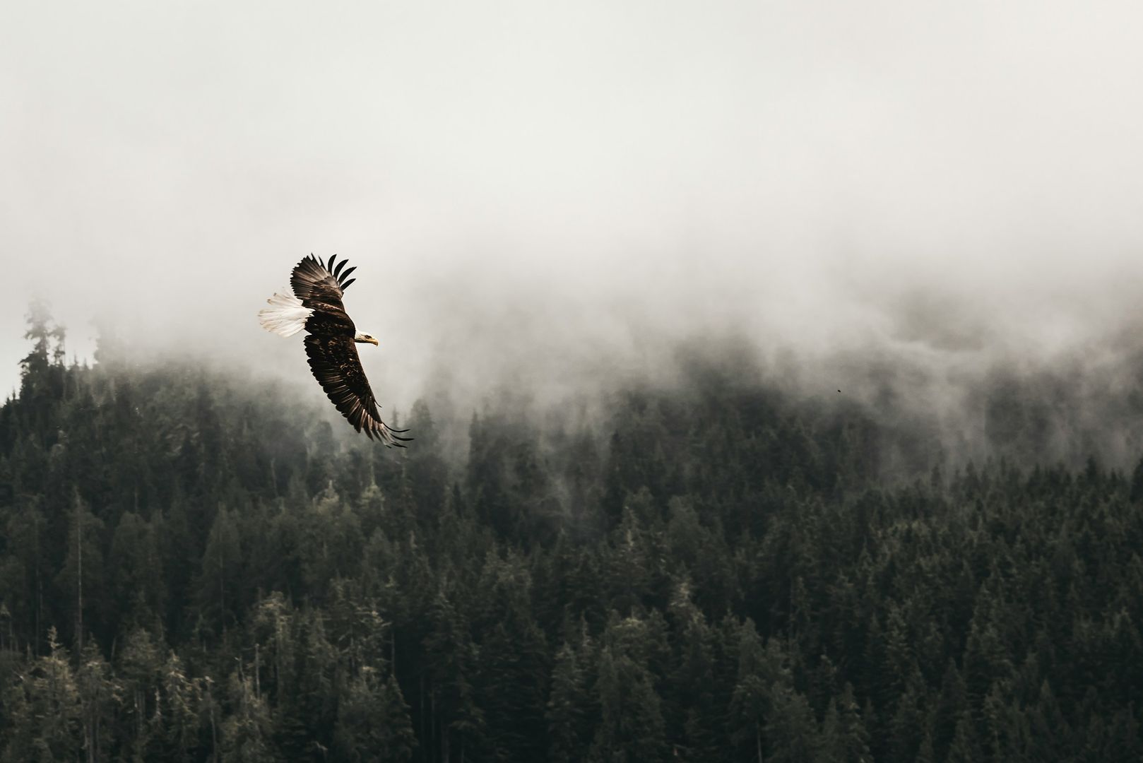 Bald Eagle