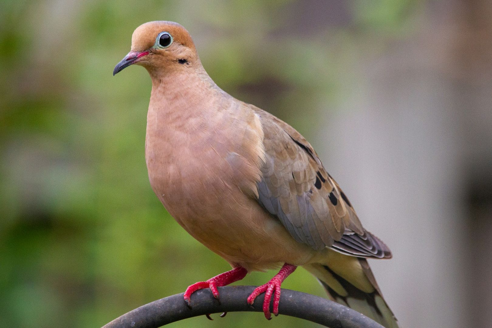 mourning dove