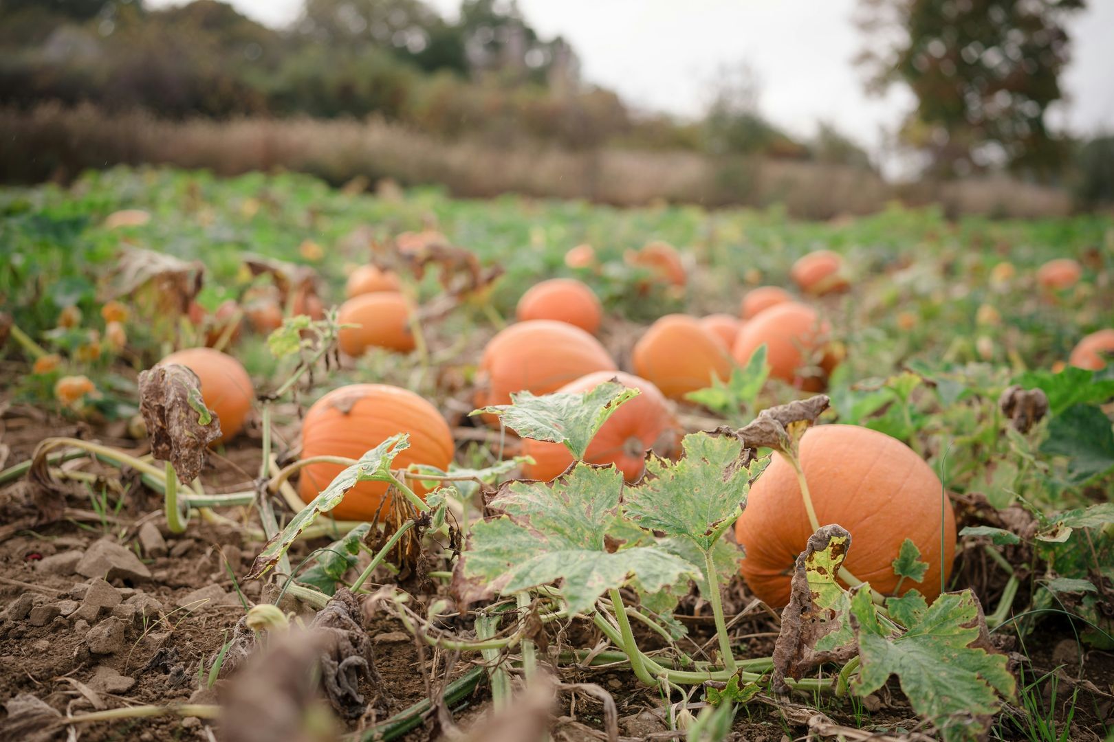 Pumpkin patch
