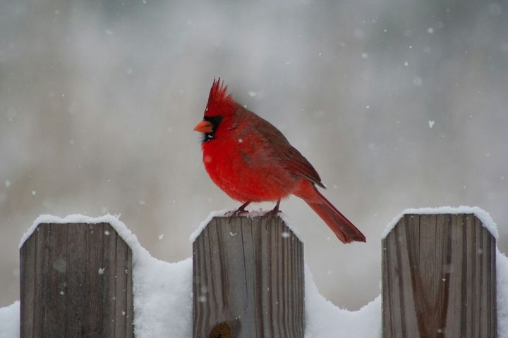 Where Do Birds Go in the Winter? (And How the Rest Survive)