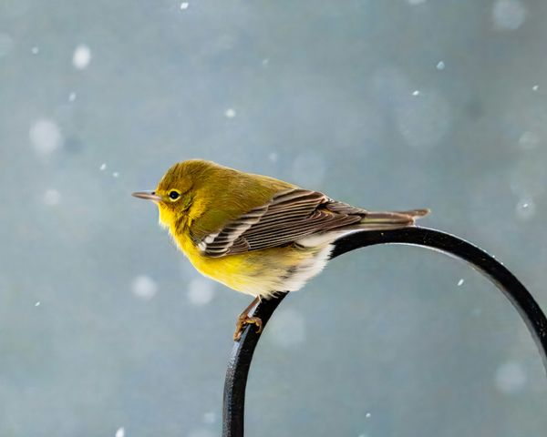 Confusing Fall Warblers: How to Tell Them Apart