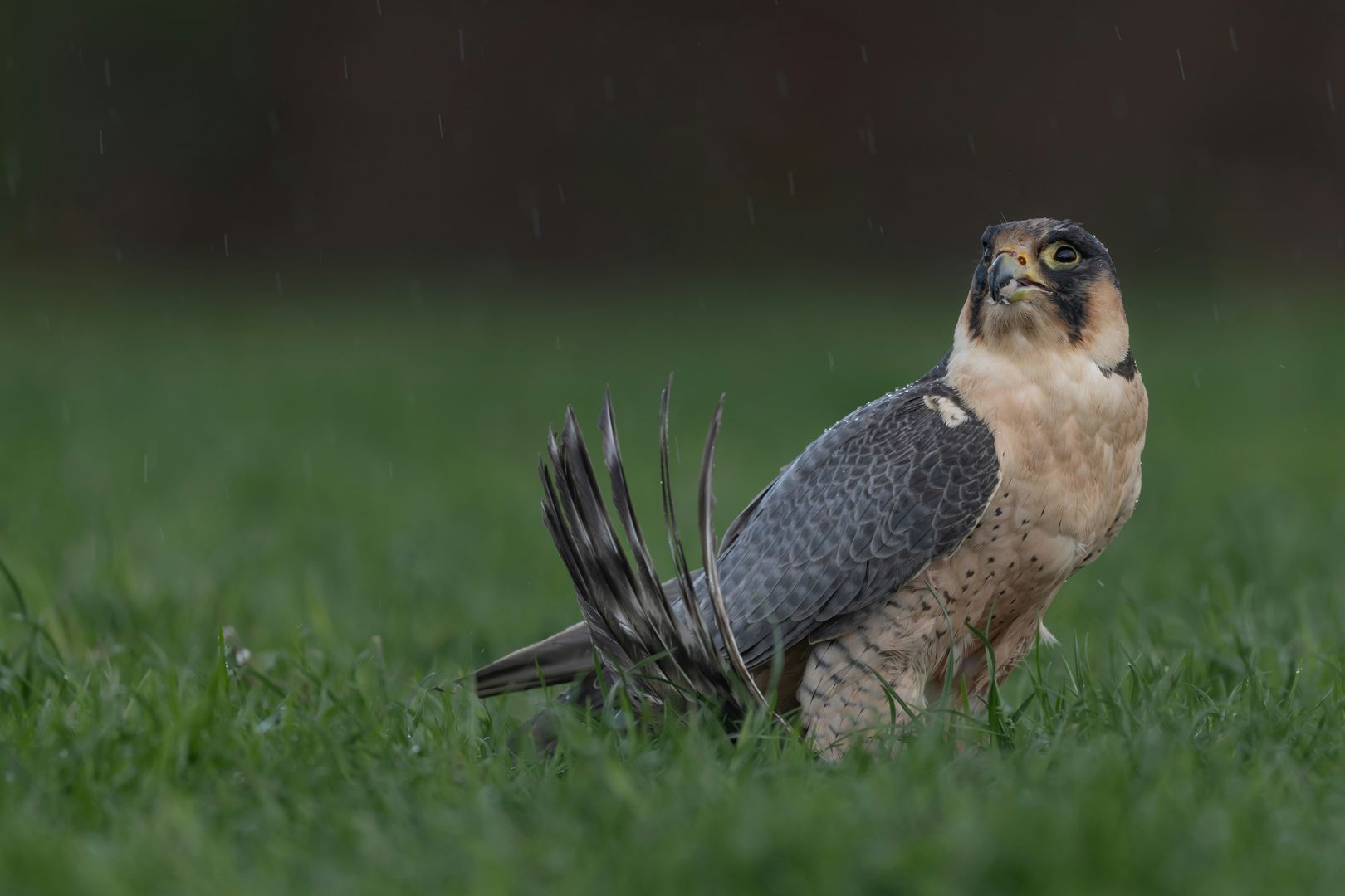 A Peregrine Falcon standing on grass in the rain