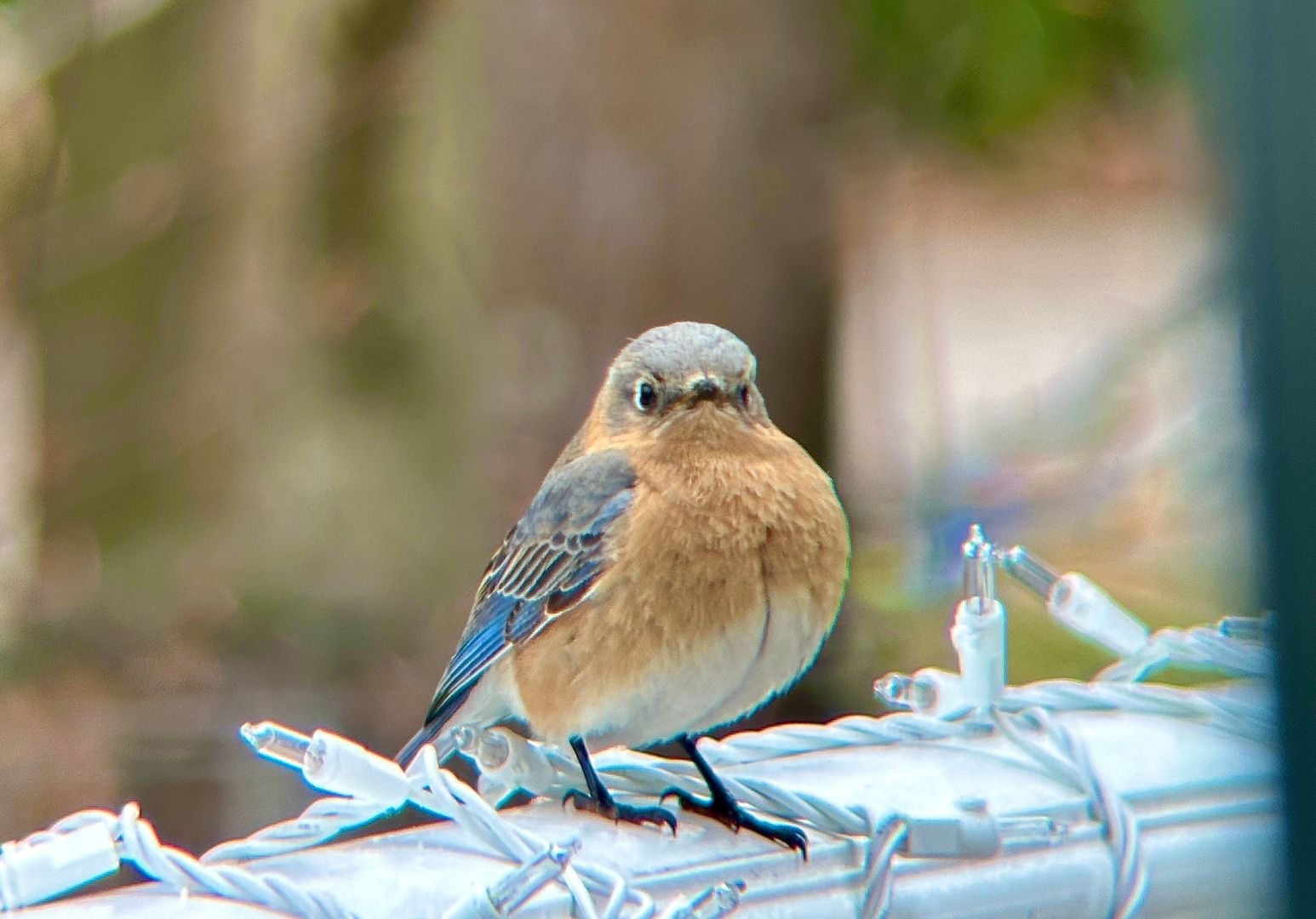 An Eastern Bluebird standing on a railing