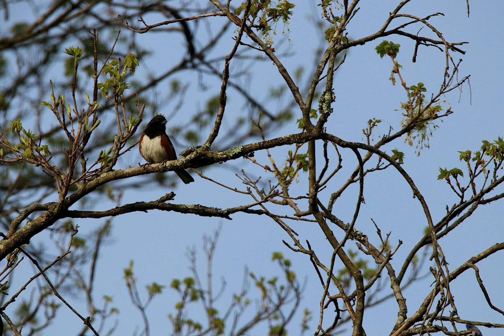 Eastern Towhee
