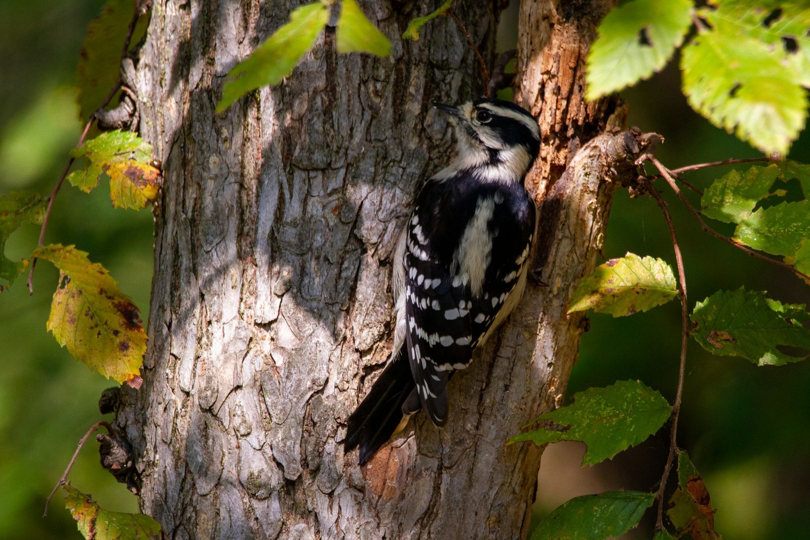 Downy Woodpecker